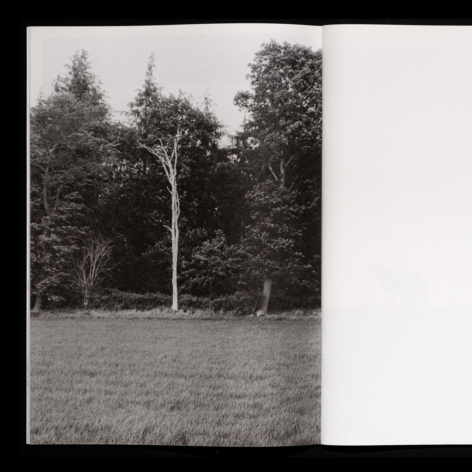 spread with a photo of a tree
